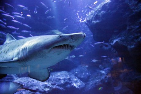 すみだ水族館で開催！すみだボニンアイランド