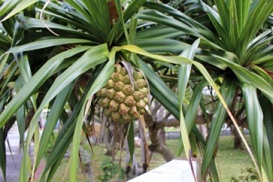 すみだ水族館で開催！すみだボニンアイランド