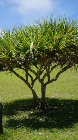 すみだ水族館で開催！すみだボニンアイランド