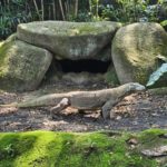 コモドオオトカゲが来園