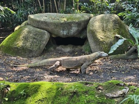 コモドオオトカゲが来園