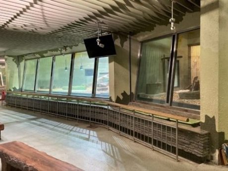 コモドオオトカゲが来園