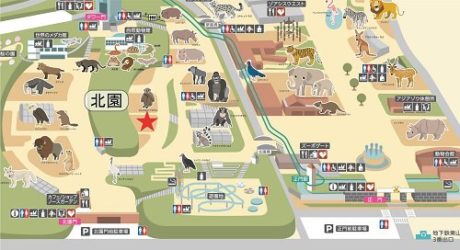 コモドオオトカゲが来園