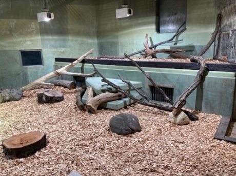 コモドオオトカゲが来園